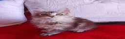 Maine Coon cats for sale: HCM/PKDef/SMA clear TICA silvers poly/non poly  - Advert 4