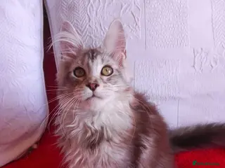 Maine Coon cats Gorgeous TICA silver Euro poly/non poly Active/pet - Advert 6