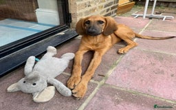 Mixed Breed dogs for adoption: Wren (Hound/Shepherd mix) - Image 6