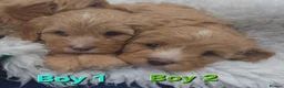 Cavapoo dogs for sale: Quality F1 Cavapoos. in Stockport - Advert 8