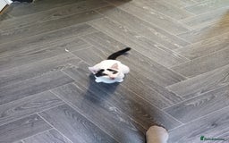 Mixed Breed cats for sale: Female kitten for sale - Image 1