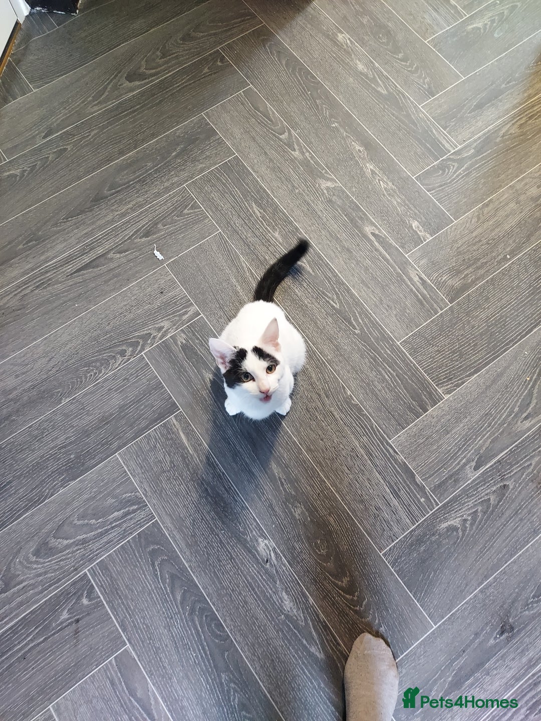 Mixed Breed cats for sale: Female kitten for sale - Image 1