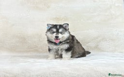 Pomsky dogs for sale: Stunning blue eyes f3 Pomsky puppies for sale - Advert 8