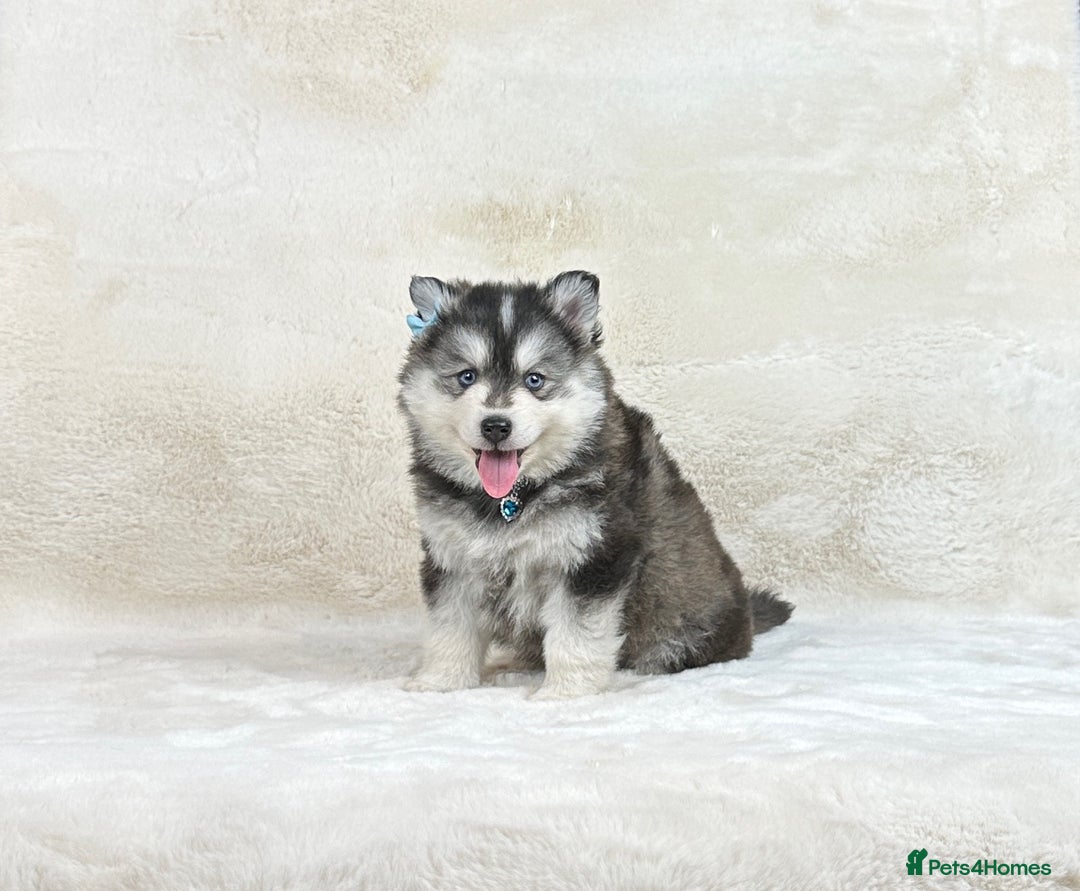Pomsky dogs for sale: Stunning blue eyes f3 Pomsky puppies for sale - Advert 8
