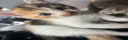 Mixed Breed cats for sale: 5 Beautiful Kittens  - Advert 4