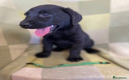 Labrador Retriever dogs for sale: KC Registered Labradors - Image 9