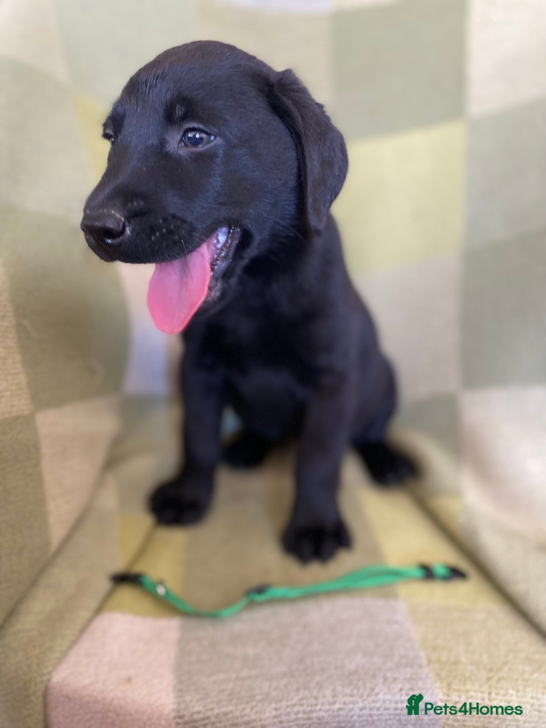 Labrador Retriever dogs for sale: KC Registered Labradors - Image 9