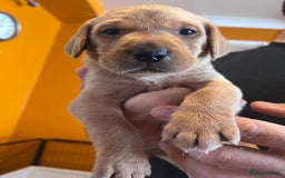 Labrador Retriever dogs for sale: Labrador puppies - Image 34