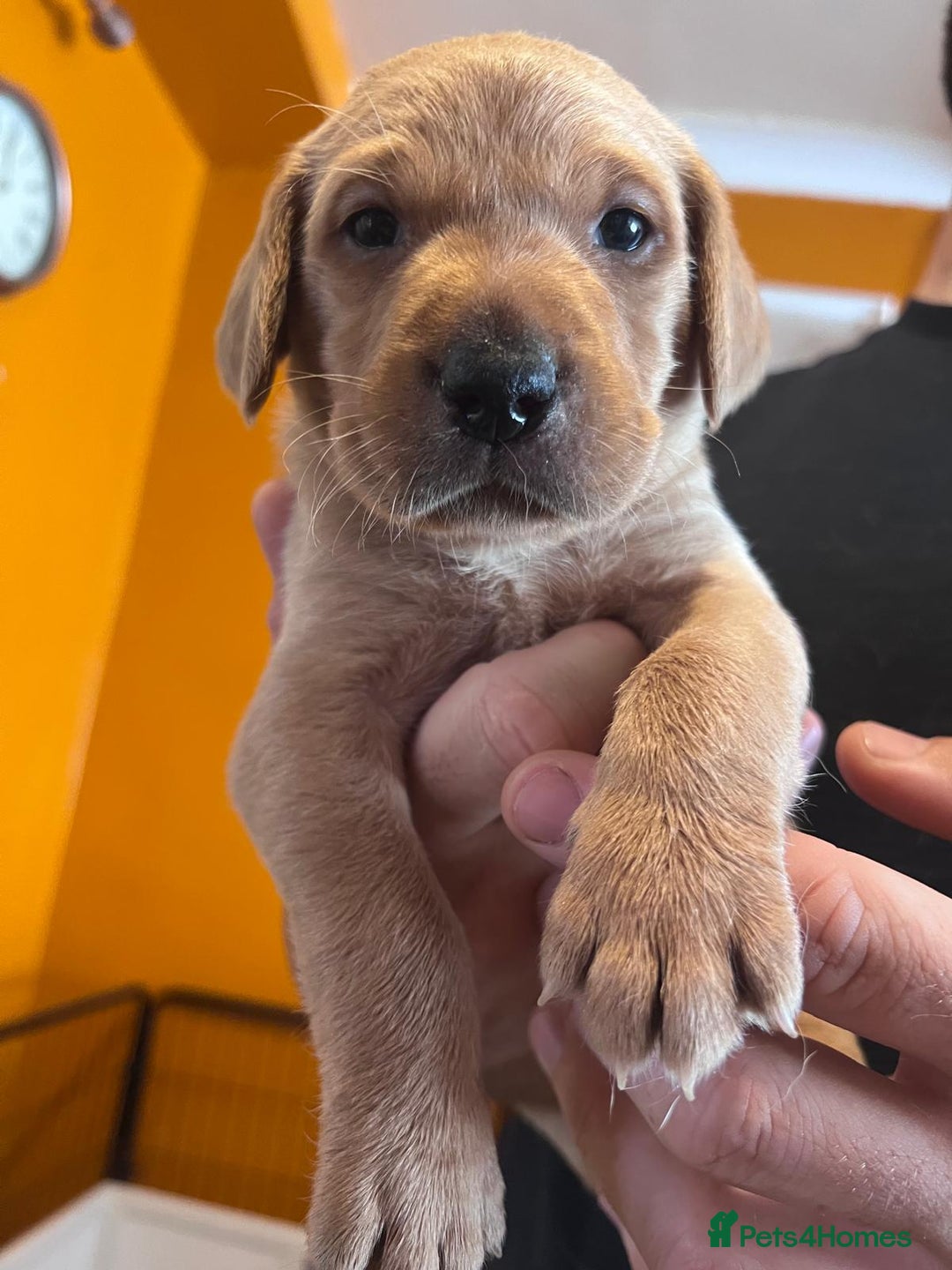 Labrador Retriever dogs for sale: Labrador puppies - Image 34