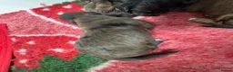 Doxiepoo dogs for sale: Ready 6th October 2 girls 2 boy Doxiepoos  - Advert 8