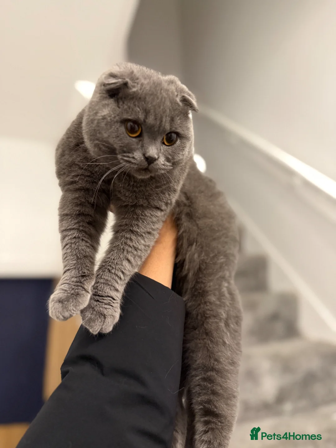 Mixed Breed cats for sale: British shorthair kitten - Advert 4