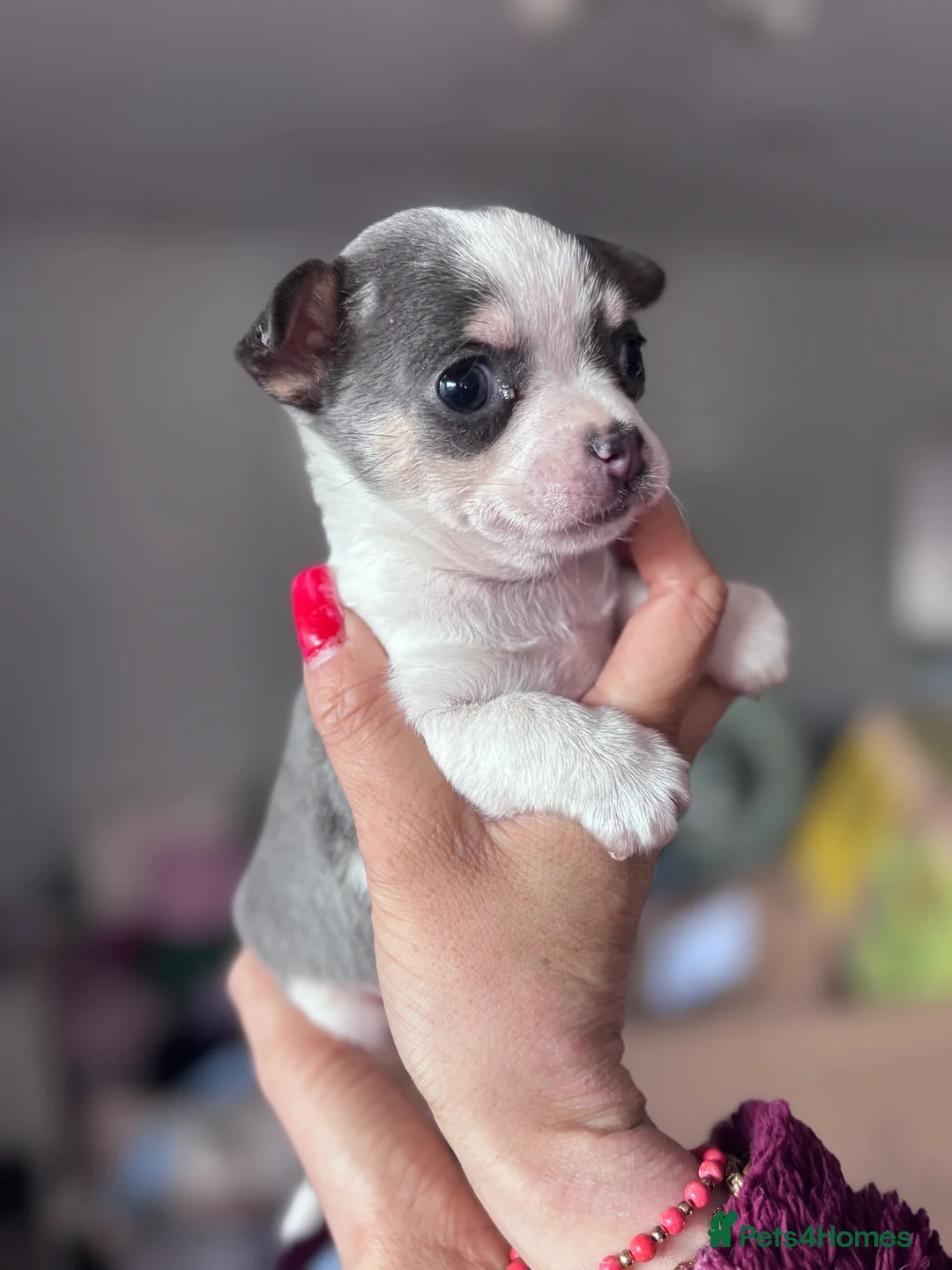 Jack Chi dogs for sale: 3/4 chihuahua 1/4 jack  in Leigh-on-Sea - Advert 2