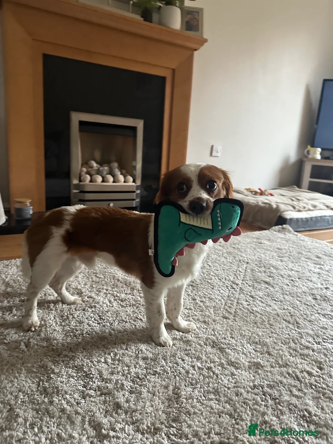 Cavachon dogs for sale: 14 month old Cavachon - Advert 9