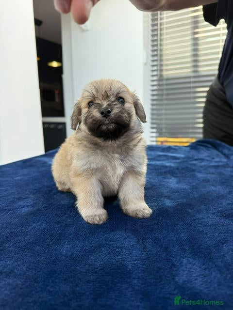 Maltipom dogs Multipom mojos for sale - Advert 11