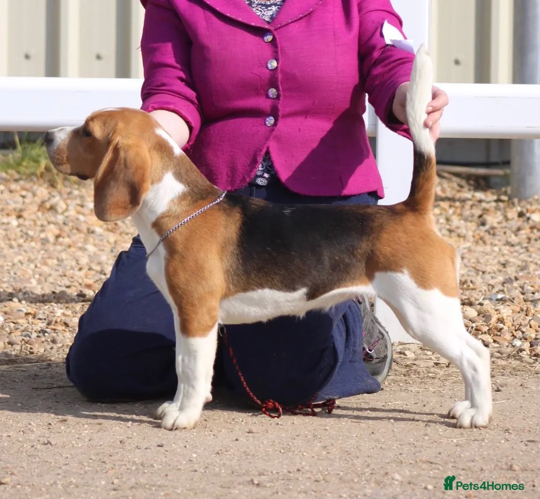 Beagle dogs for sale: 3 year old beagle boy - Advert 5