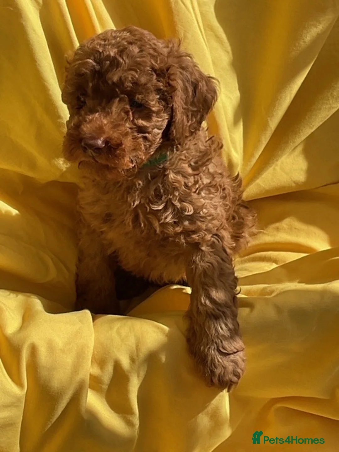 Toy Poodle dogs for sale: Stunning toy poodle puppies for sale in Eastleigh - Advert 6