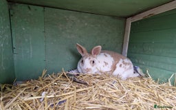 Rex rabbits for sale: Gorgeous breeding pair of mini rexes- £50 per pair - Image 2