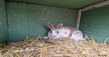 Rex rabbits - Advert 11