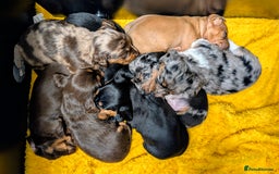 Miniature Dachshund dogs for sale: Mini Dachshund Puppies, Gorgeous Colours & Coats - Image 20