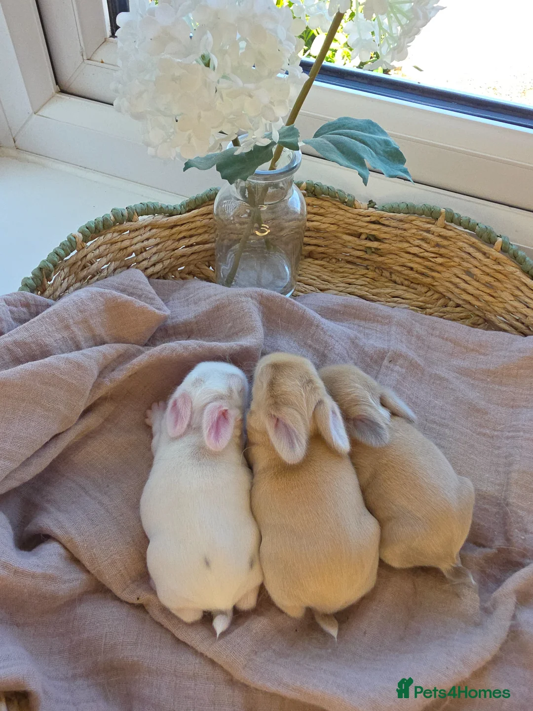 Mini Lop rabbits for sale: Beautiful mini lop babies ready 26th may - Advert 2