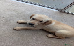 Goldador dogs for sale: 9 Week old Goldador Puppies - ready to go - Advert 2
