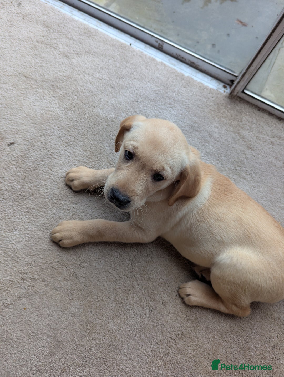Goldador dogs for sale: 9 Week old Goldador Puppies - ready to go - Advert 2