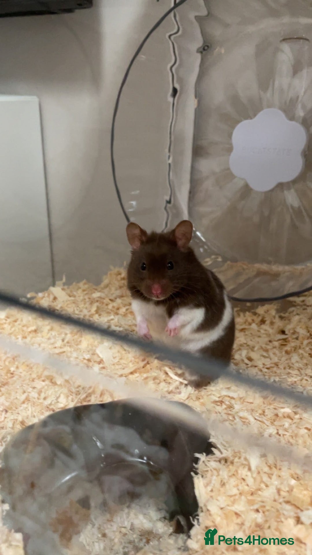 Hamster rodents Female Syrian hamster  - Advert 1