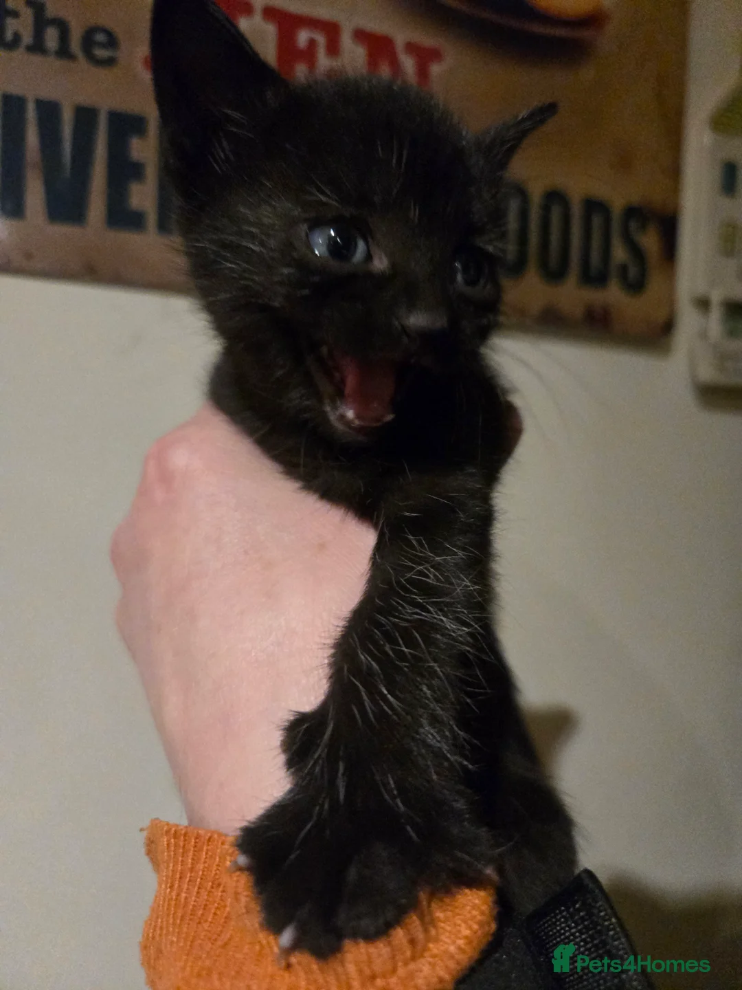 Mixed Breed cats for sale: Gorgeous black kittens house reared. - Advert 8
