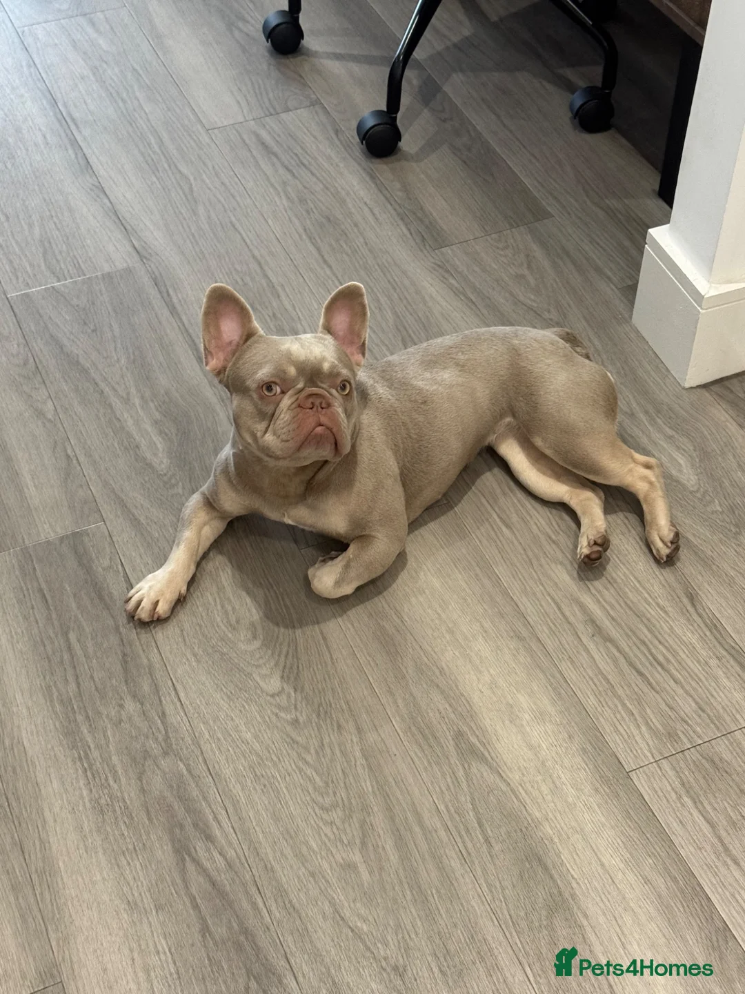 French Bulldog dogs for sale: Ruby – Frenchie, 2 yrs, KC Reg, looking for a home - Advert 2
