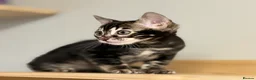 Bengal cats for sale: Rare silver charcoal Marble Girl   - Advert 8