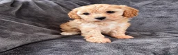 Cavapoo dogs for sale: First sneak peek of these adorable Cavapoo’s - Advert 3