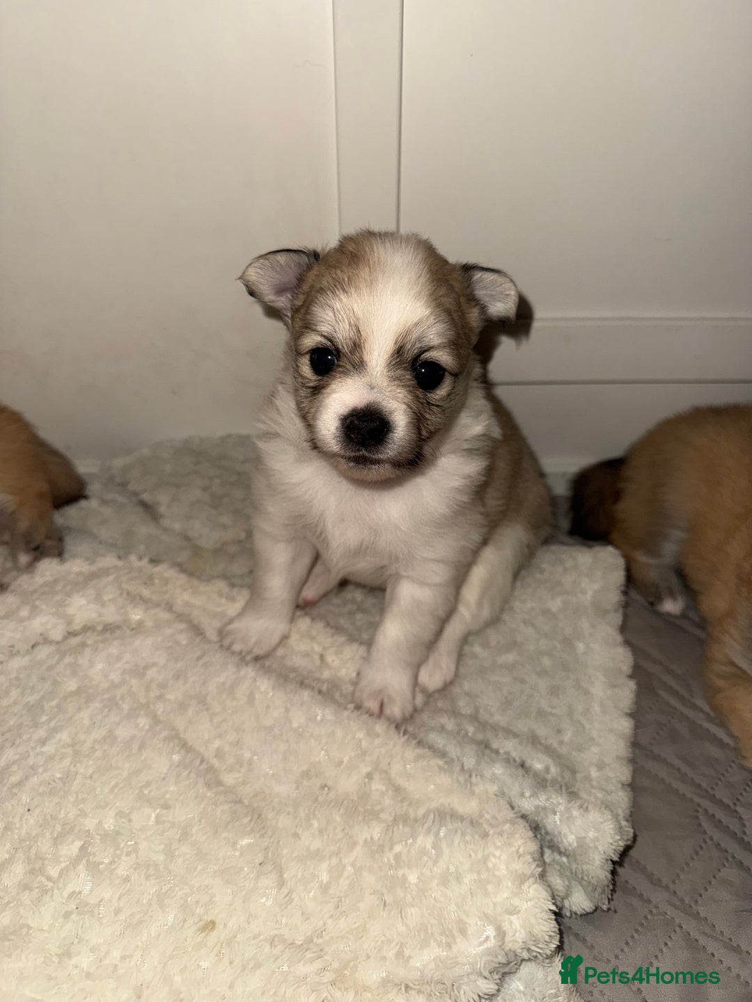 Pomchi dogs for sale: Pomchis  - Advert 10