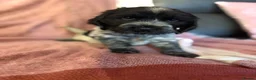 Cocker Spaniel dogs for sale: Beautiful blue roan cocker spaniel girl - Advert 12