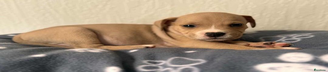 Mixed Breed Puppy 9