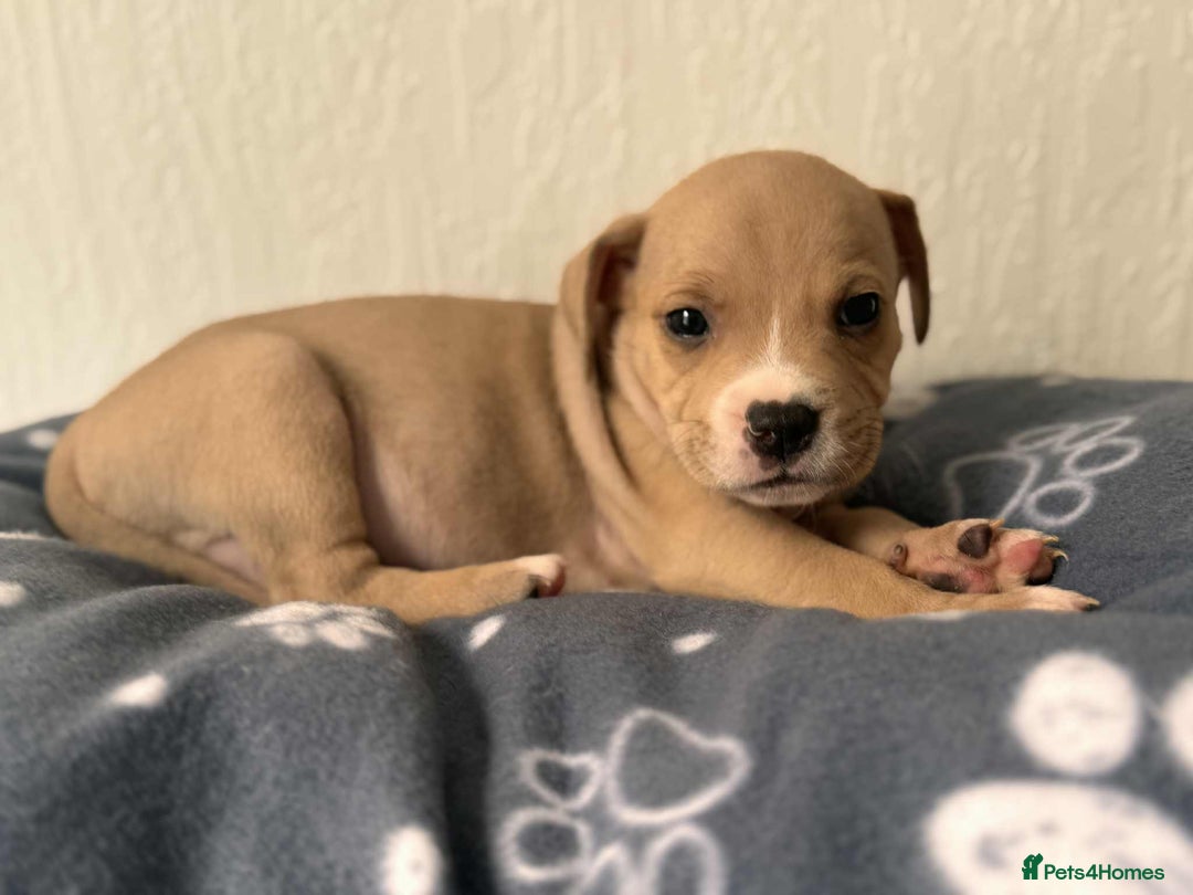 Mixed Breed dogs for sale: American bull staff puppies  - Image 37