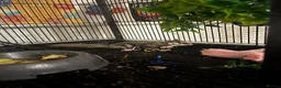 Sugar Glider rodents for sale: 2 baby sugar gliders with cage & toys  - Advert 4