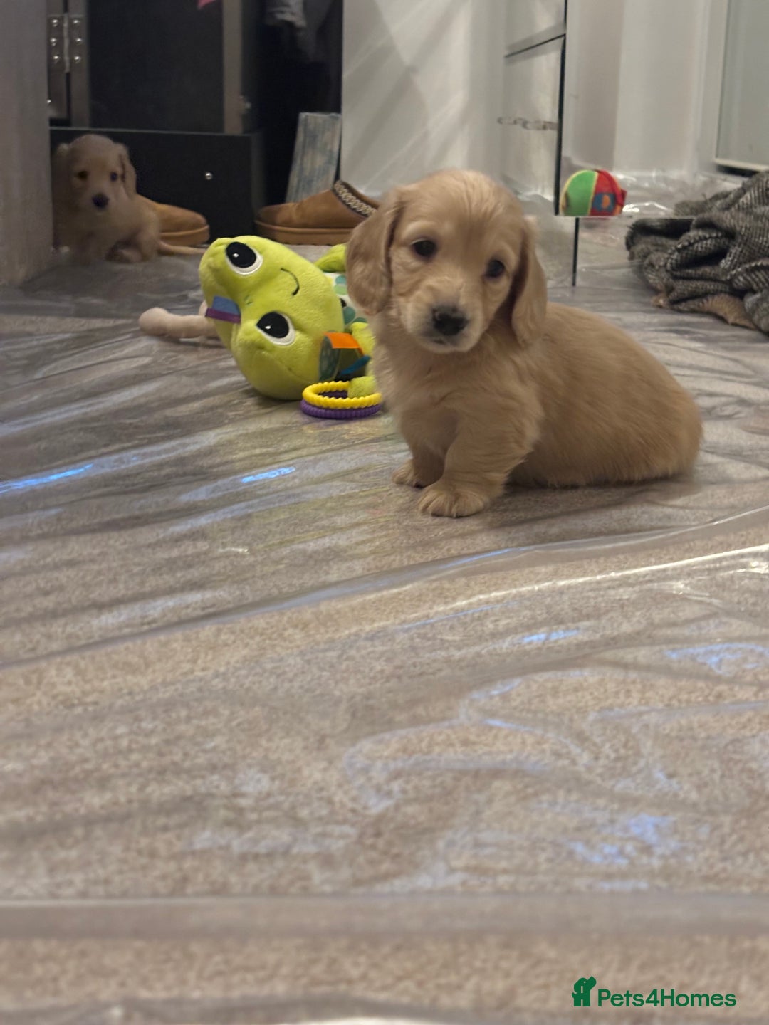 Miniature Dachshund dogs for sale: English cream longhair miniature daschound  - Advert 8