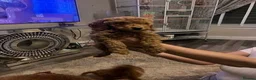 Cavapoo dogs for sale: DNA TESTED BEAUTIFUL PUPPIES  - Advert 3