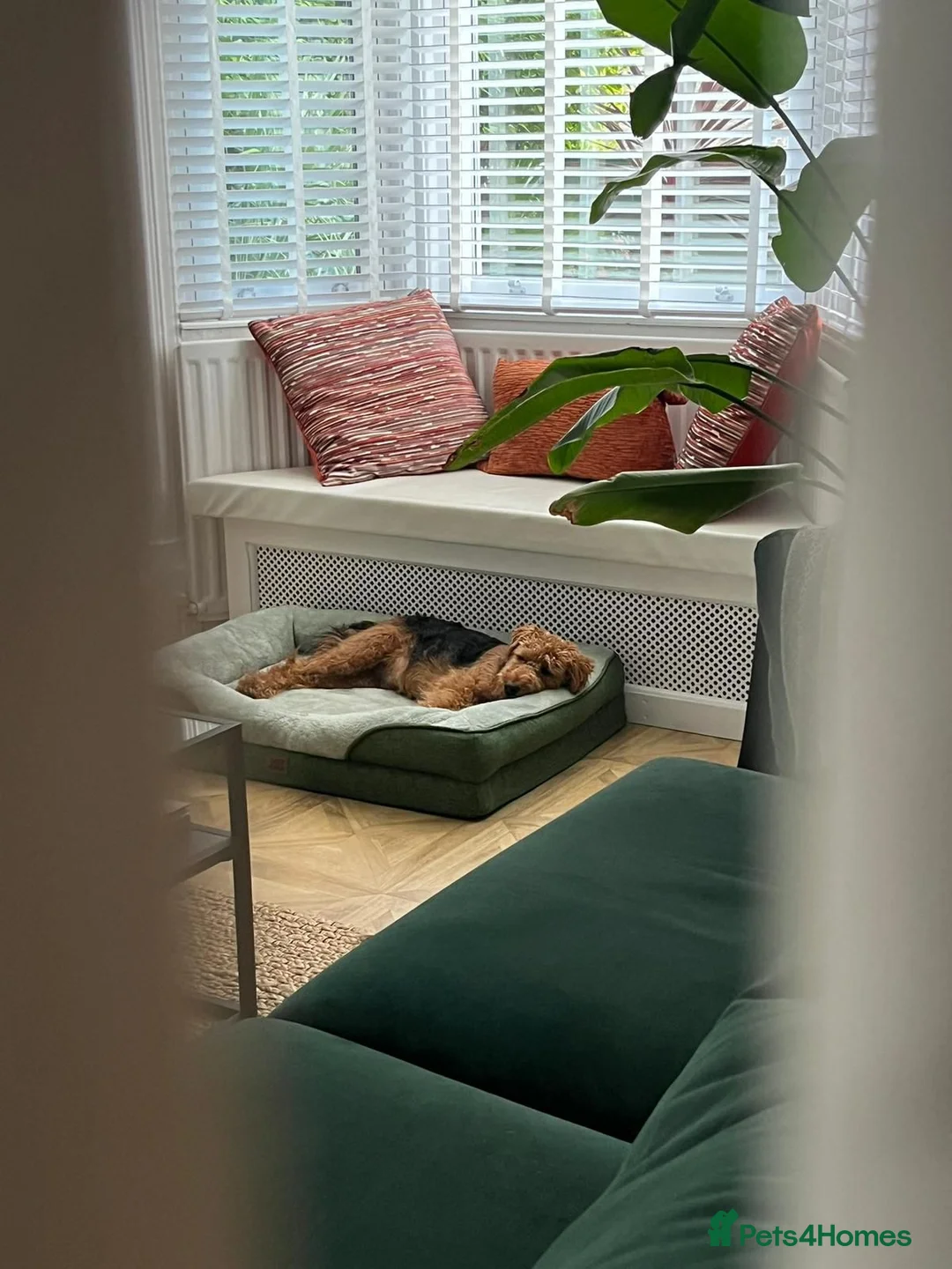 Welsh Terrier dogs for sale: Lenny — 3½-year-old KC reg, for rehoming. - Advert 7