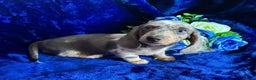 Miniature Dachshund dogs for sale: Miniature dachshunds - Advert 5