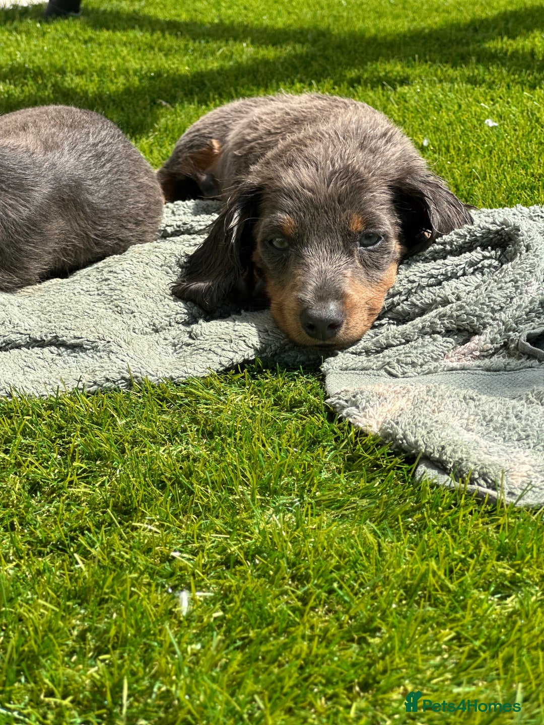 Miniature Dachshund dogs for sale: READY NOW. Miniature long hair dachshund 🤍 - Image 4
