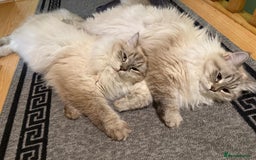 Siberian cats for sale: GCCF Registered Siberian Neva Masquerade Kittens - Image 10