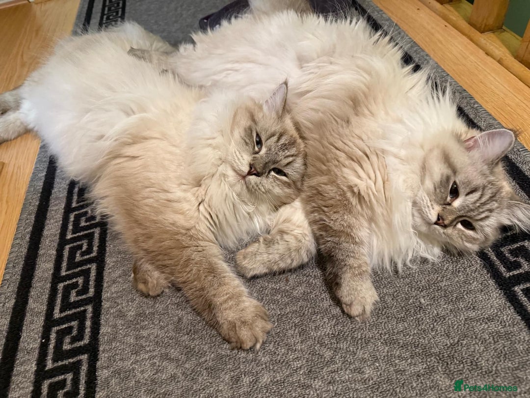 Siberian cats for sale: GCCF Registered Siberian Neva Masquerade Kittens - Image 10