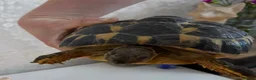 Hermann Tortoise reptiles for sale: Lovely tortoise and vivarium available  in Lichfield - Advert 7