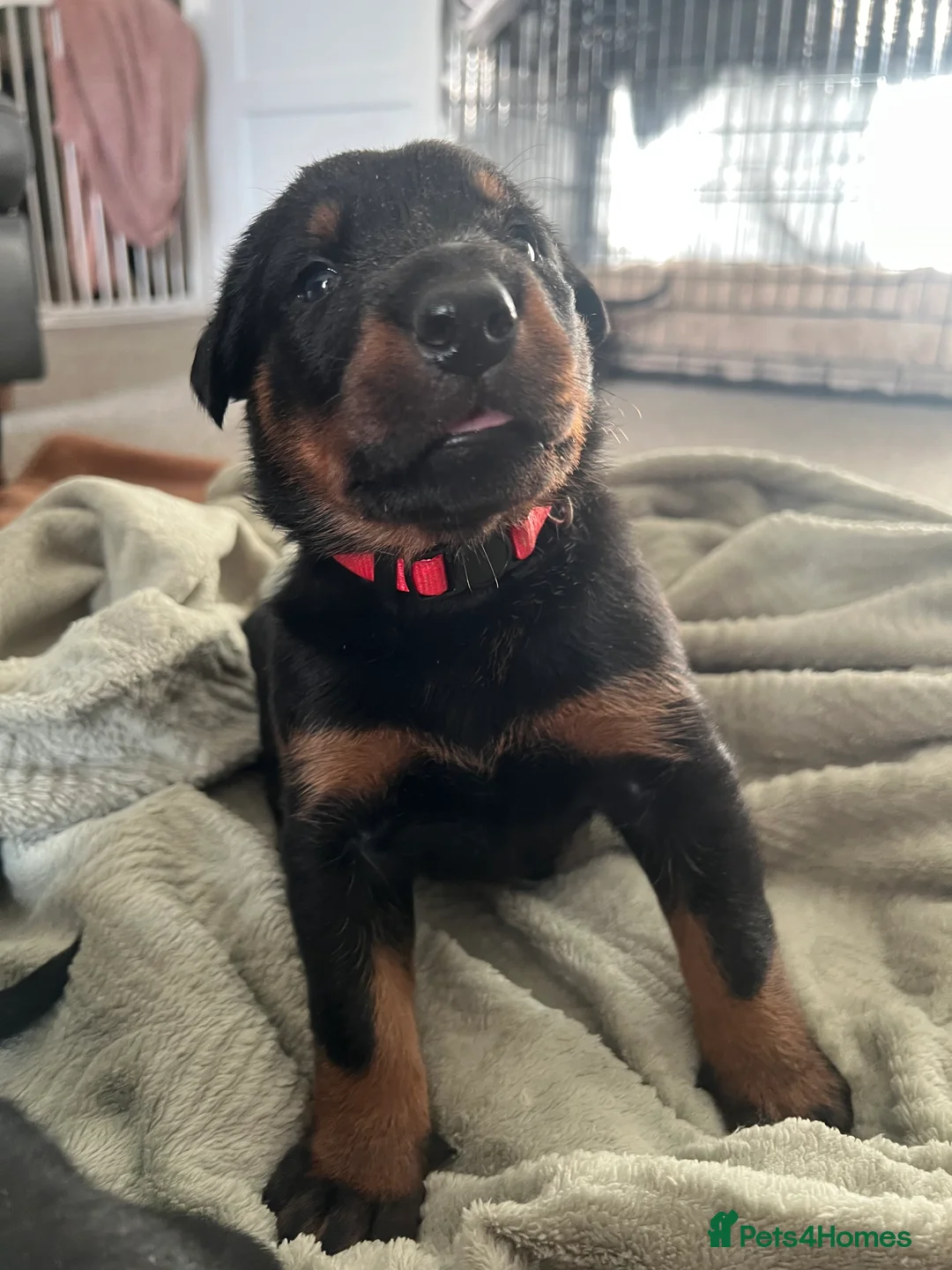Mixed Breed dogs for sale: Adorable Doberman & Beauceron puppies for sale - Advert 11