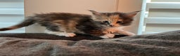 Maine Coon cats for sale: Beautiful Maine coon kittens - Advert 2