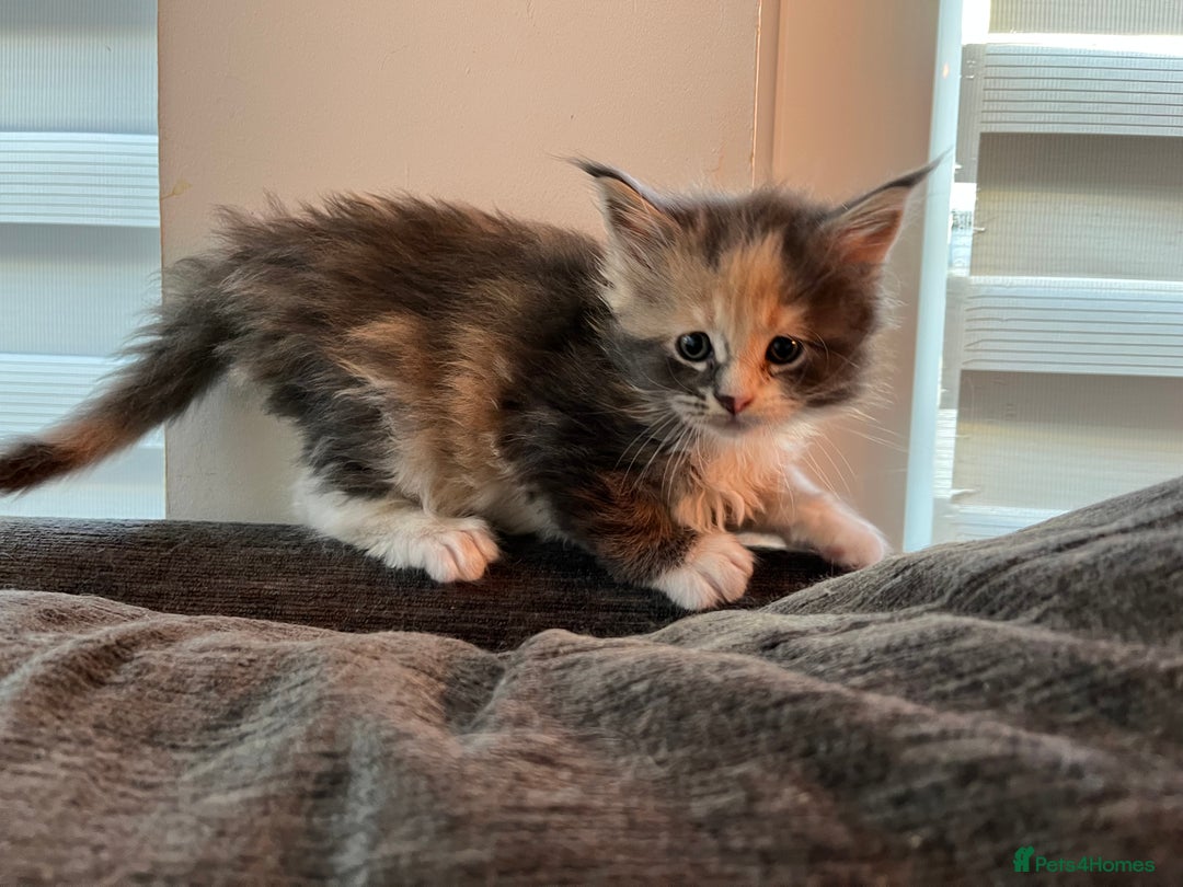Maine Coon cats for sale: Beautiful Maine coon kittens - Advert 2