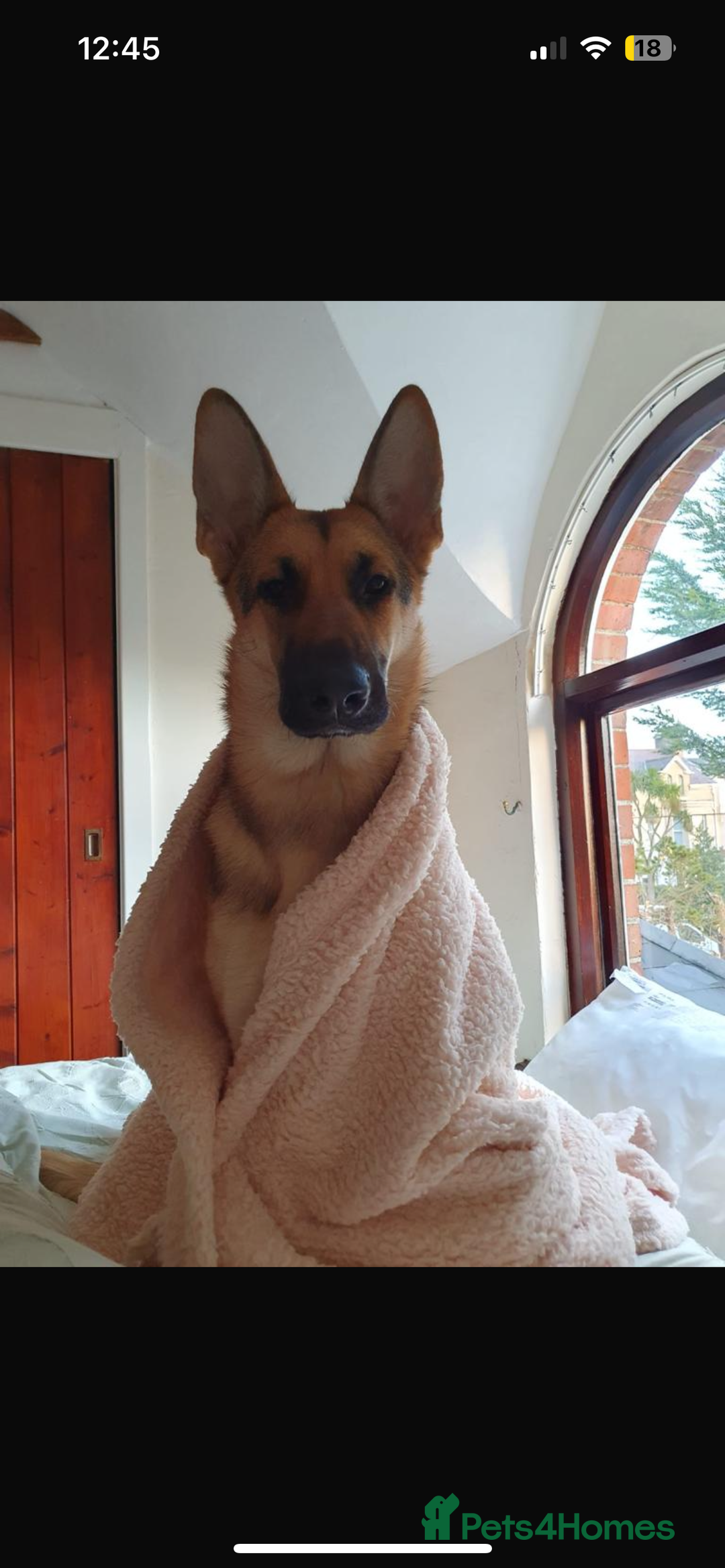 German Shepherd dogs for stud: KC sable male for stud  in Birmingham - Image 25