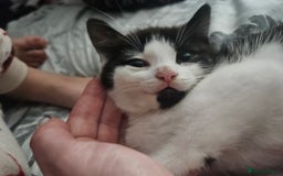 Mixed Breed cats for sale: Distinguish gentleman looking for forever home  - Advert 3