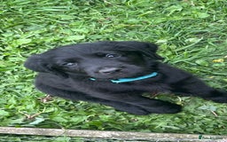Labradoodle dogs for sale: Ready to go! Fantastic F1 Labradoodles (black) - Image 20